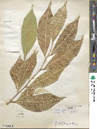 Ficus tinctoria image