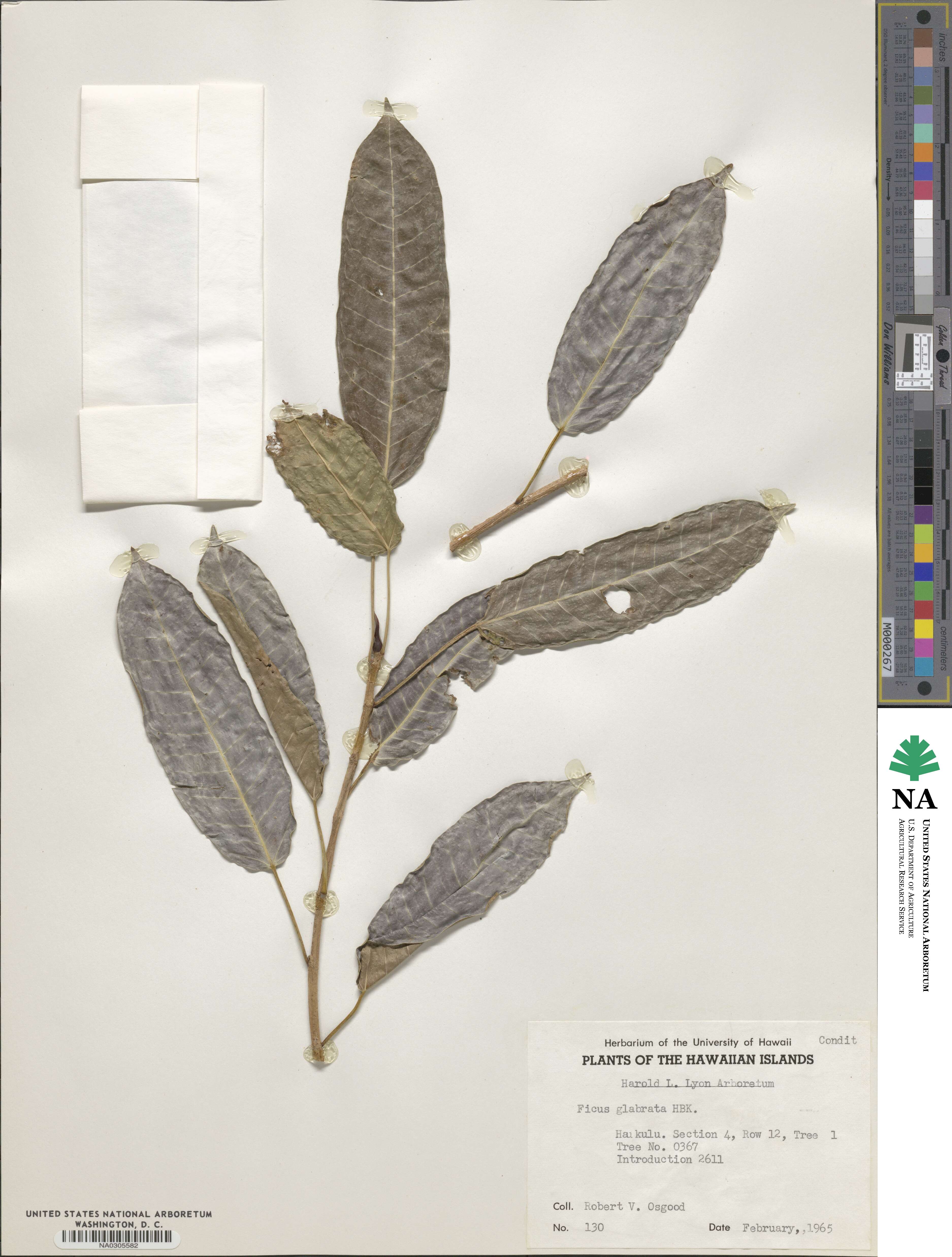 Ficus insipida subsp. insipida image