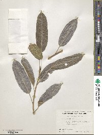 Ficus insipida image