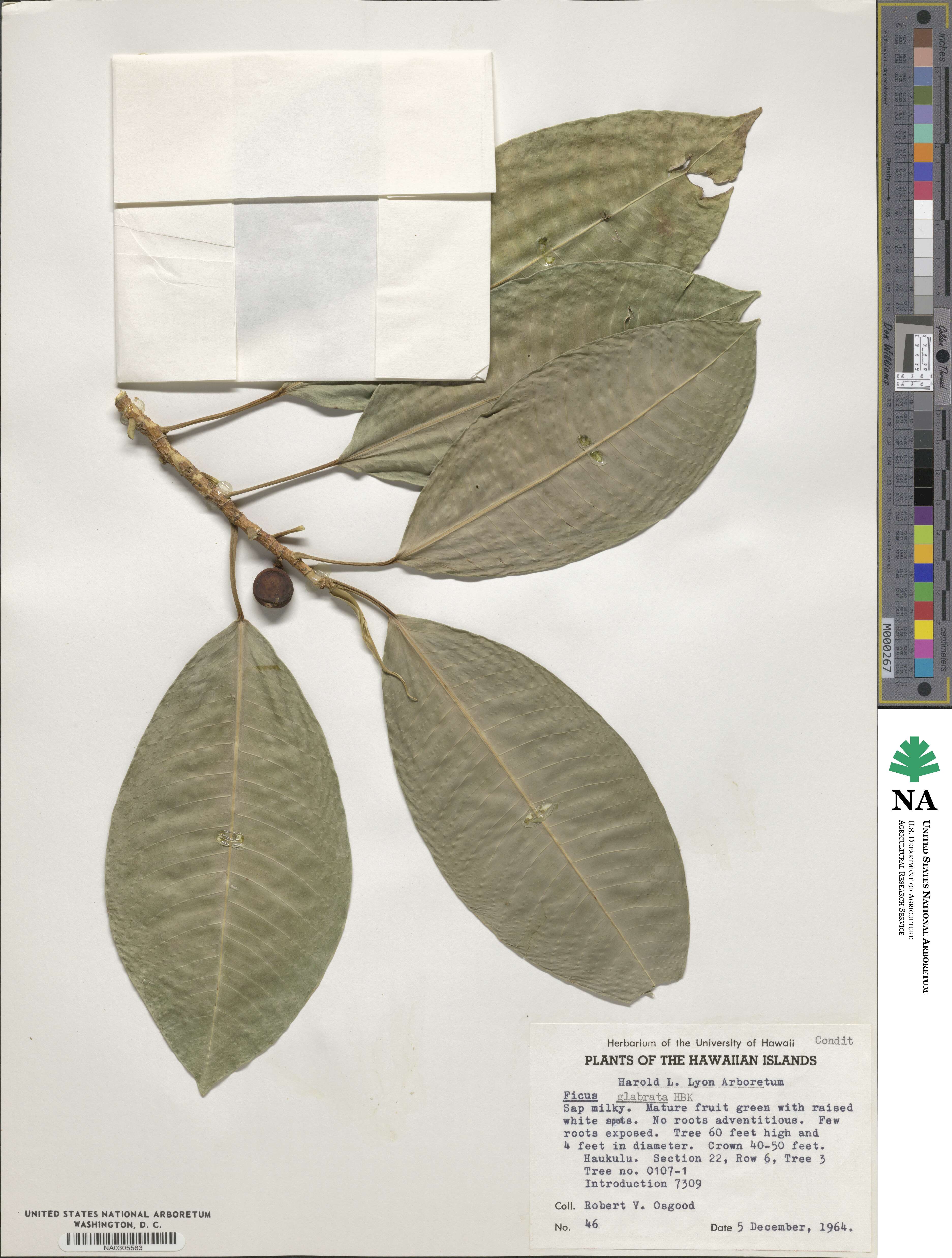 Ficus insipida image