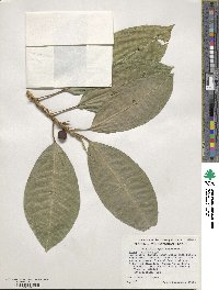 Ficus insipida image