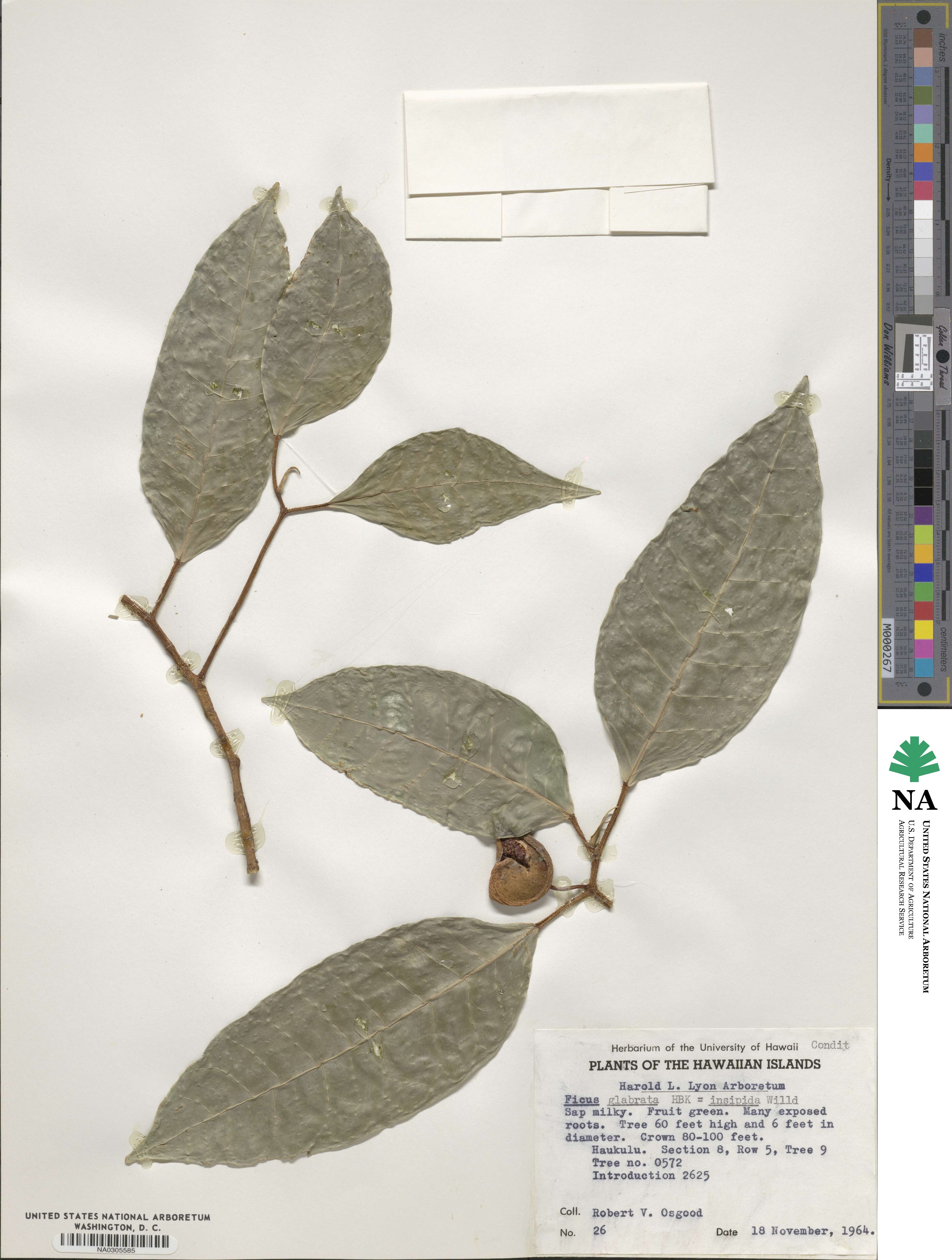 Ficus insipida subsp. insipida image