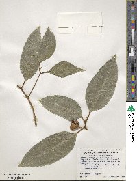 Ficus insipida image