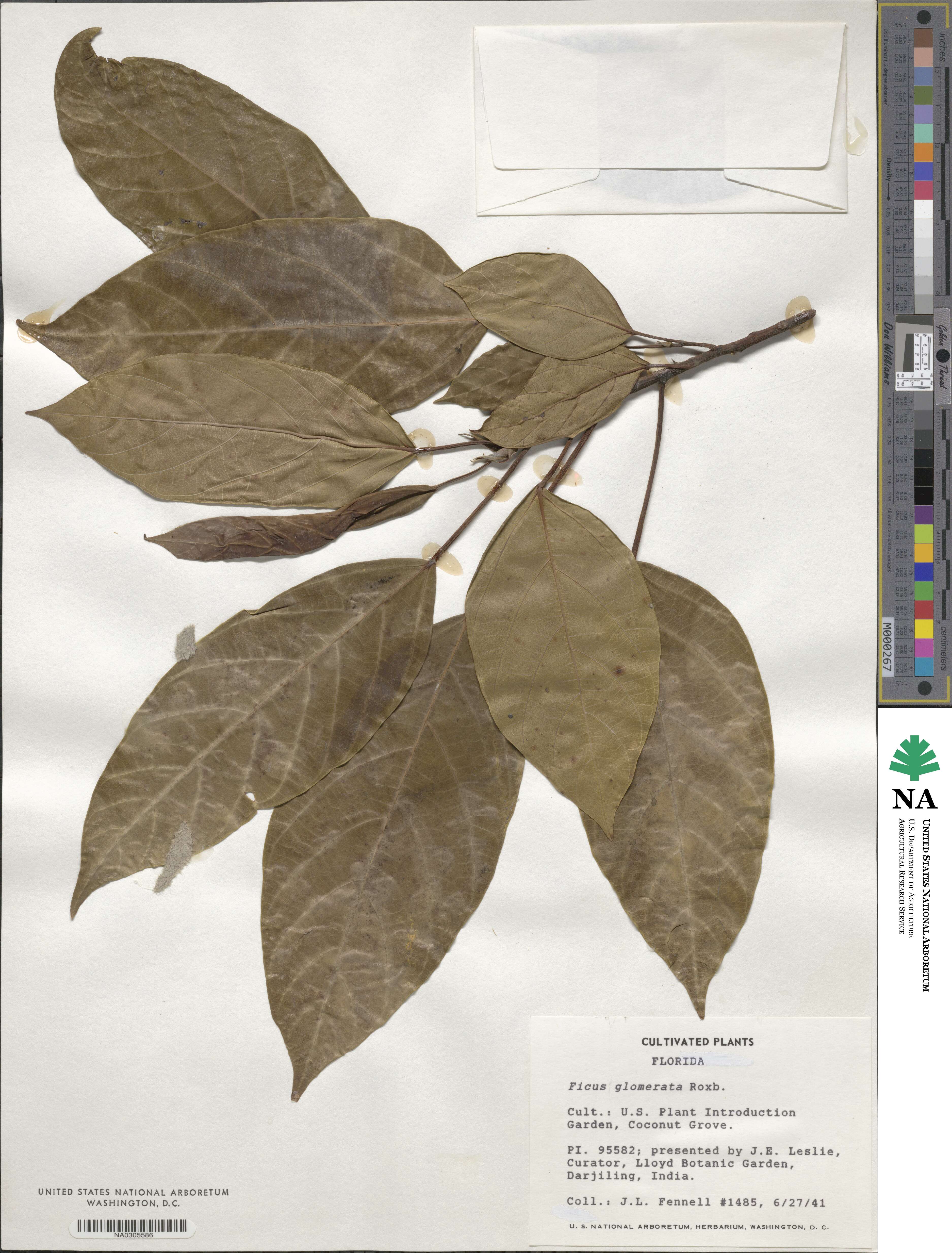 Ficus glomerata image