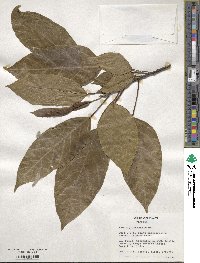 Ficus glomerata image