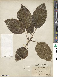 Ficus glomerata image