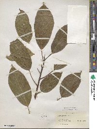 Ficus glomerata image