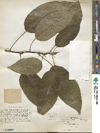 Ficus glomerata image