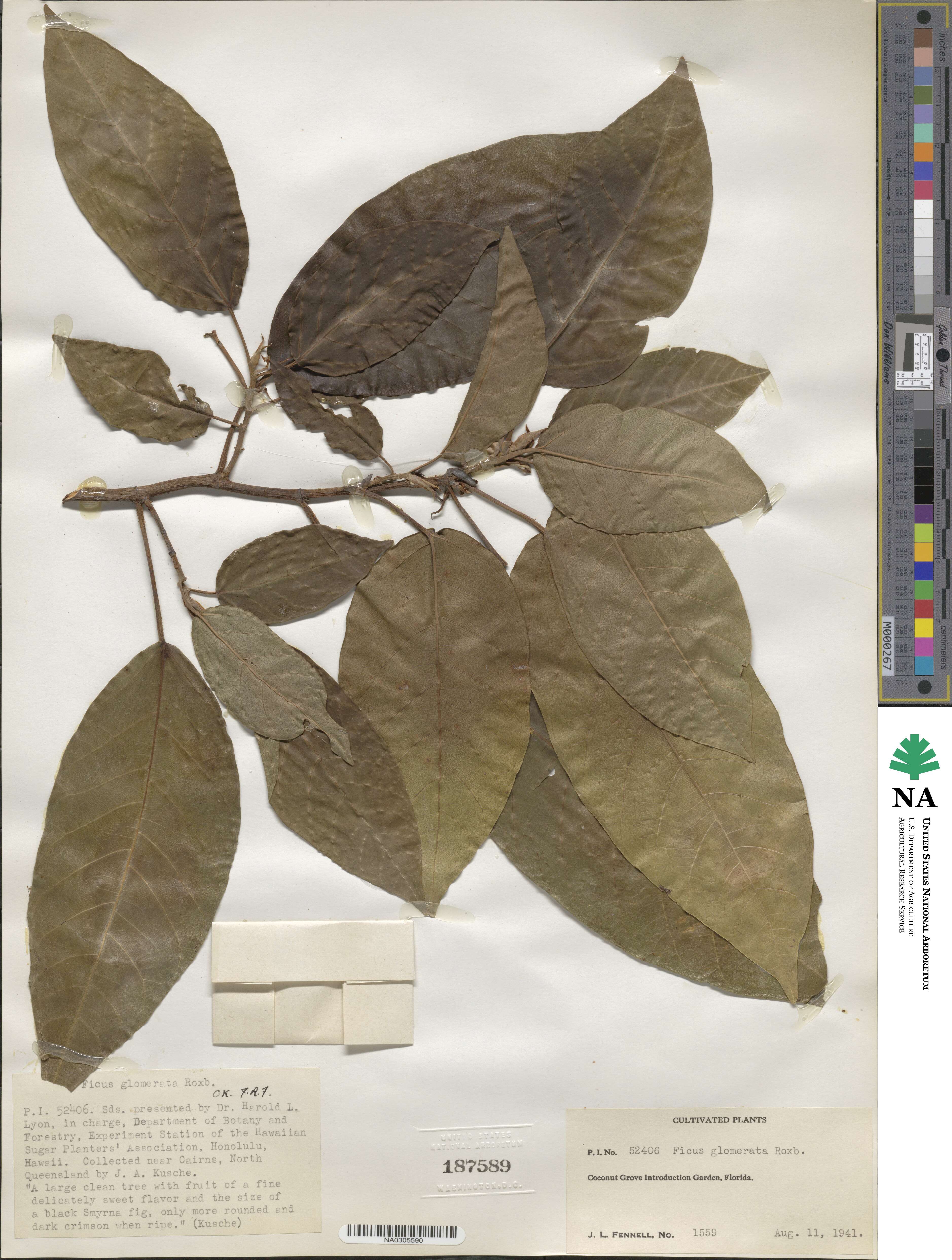 Ficus glomerata image