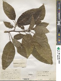 Ficus glomerata image