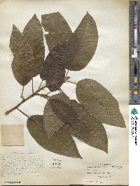 Ficus glomerata image