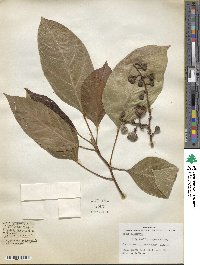 Ficus glomerata image