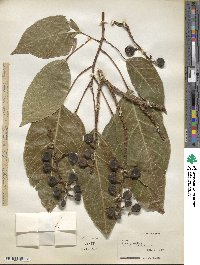 Ficus glomerata image