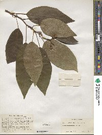 Ficus glomerata image