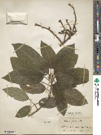 Ficus glomerata image