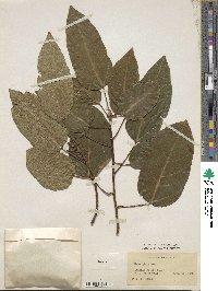 Ficus glomerata image