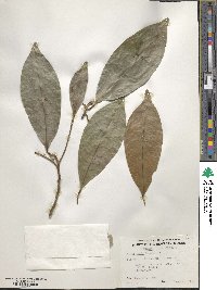 Ficus septica image