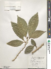 Ficus septica image