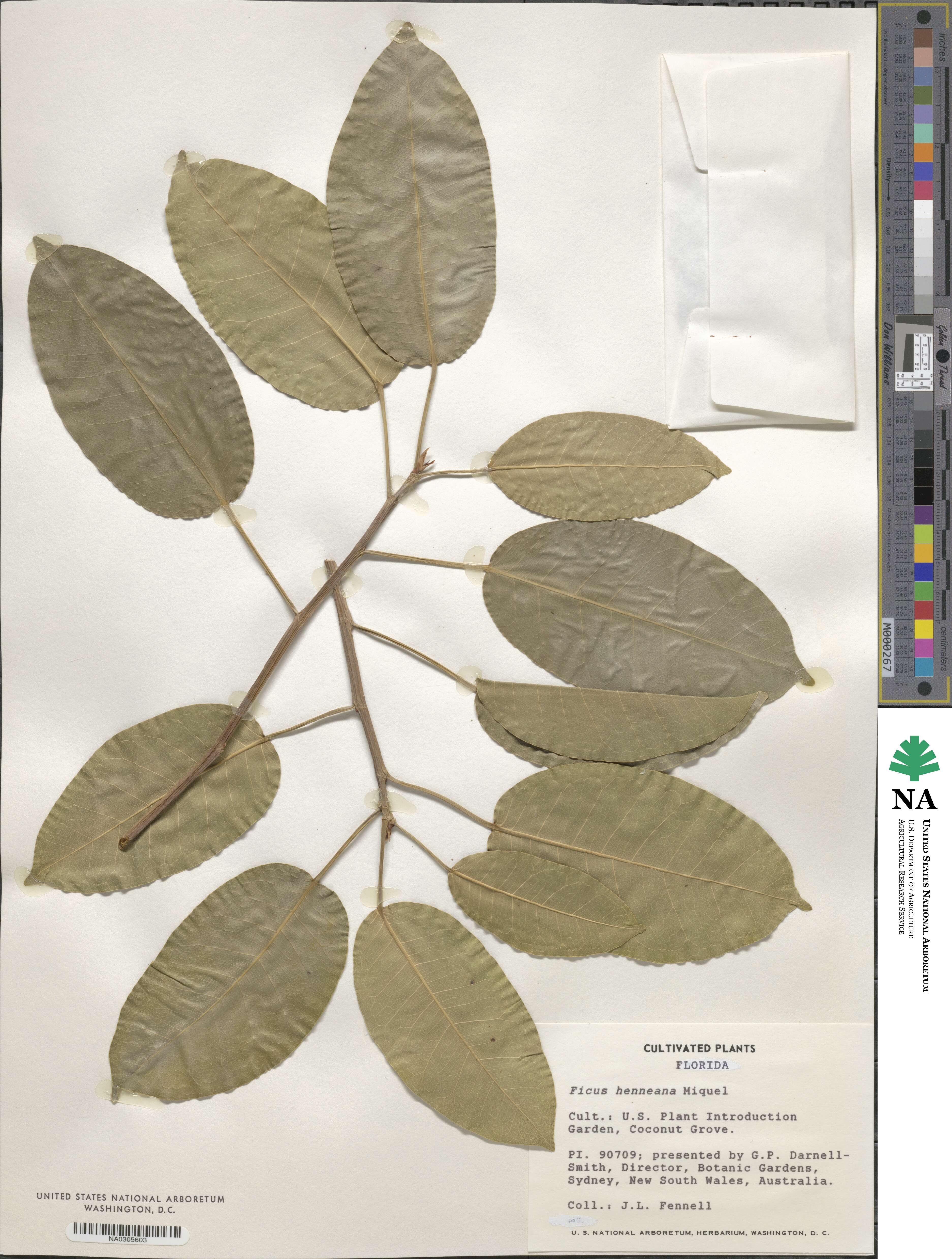 Ficus superba var. henneana image