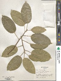 Ficus superba var. henneana image