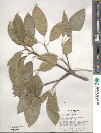 Ficus superba var. henneana image