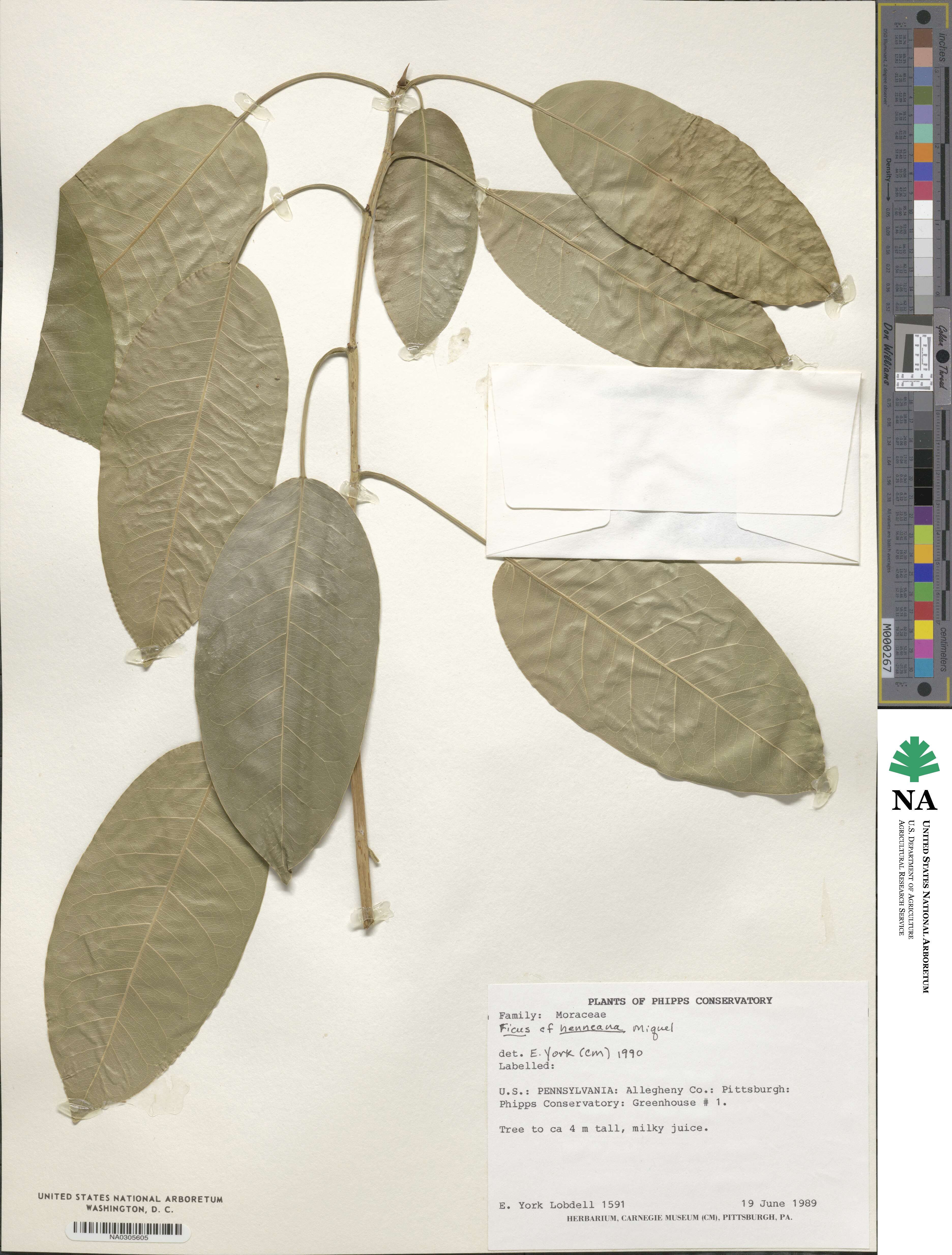 Ficus superba var. henneana image