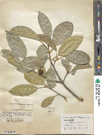 Ficus superba var. henneana image