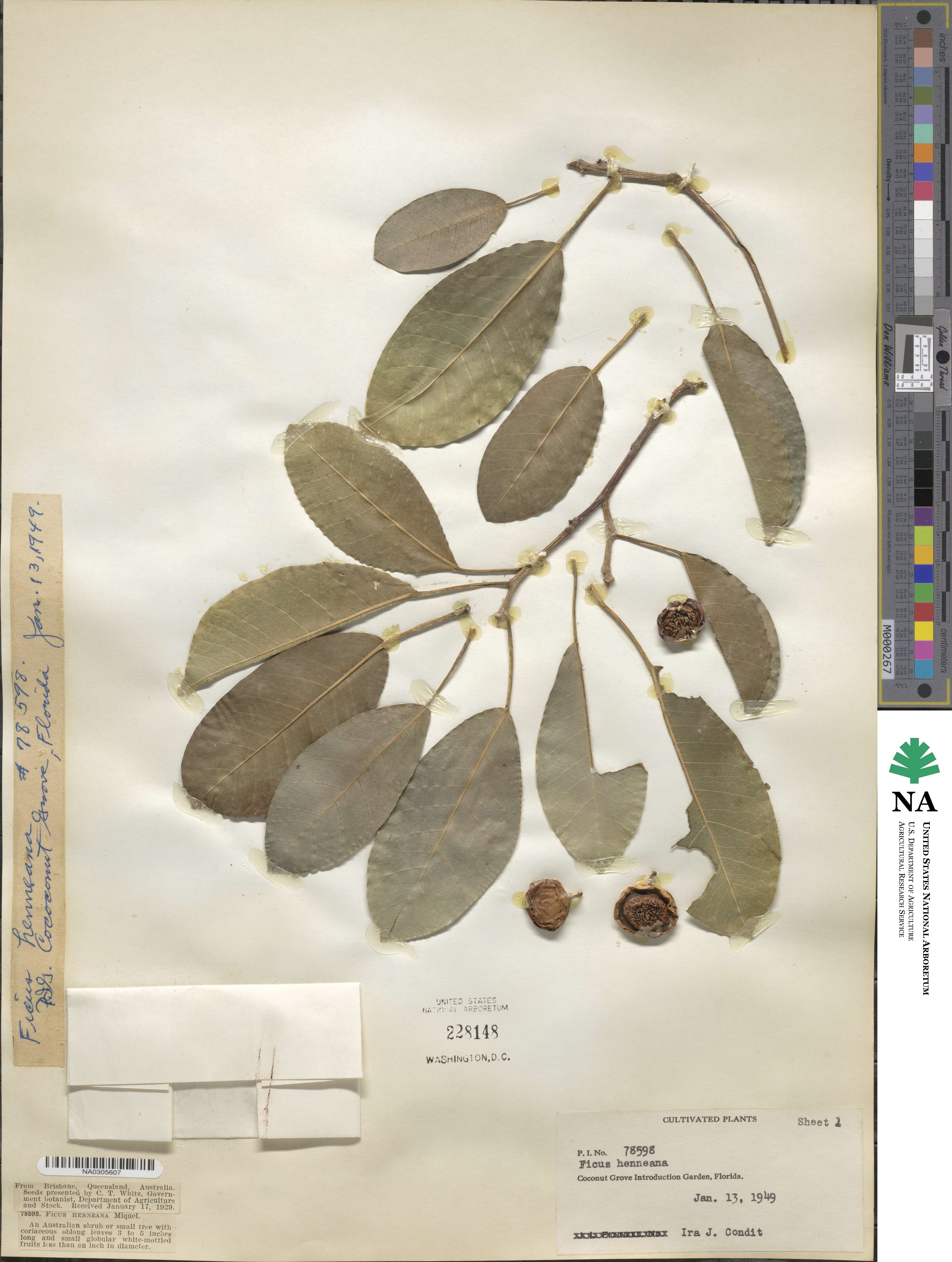 Ficus superba var. henneana image