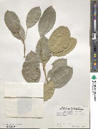 Ficus superba var. henneana image