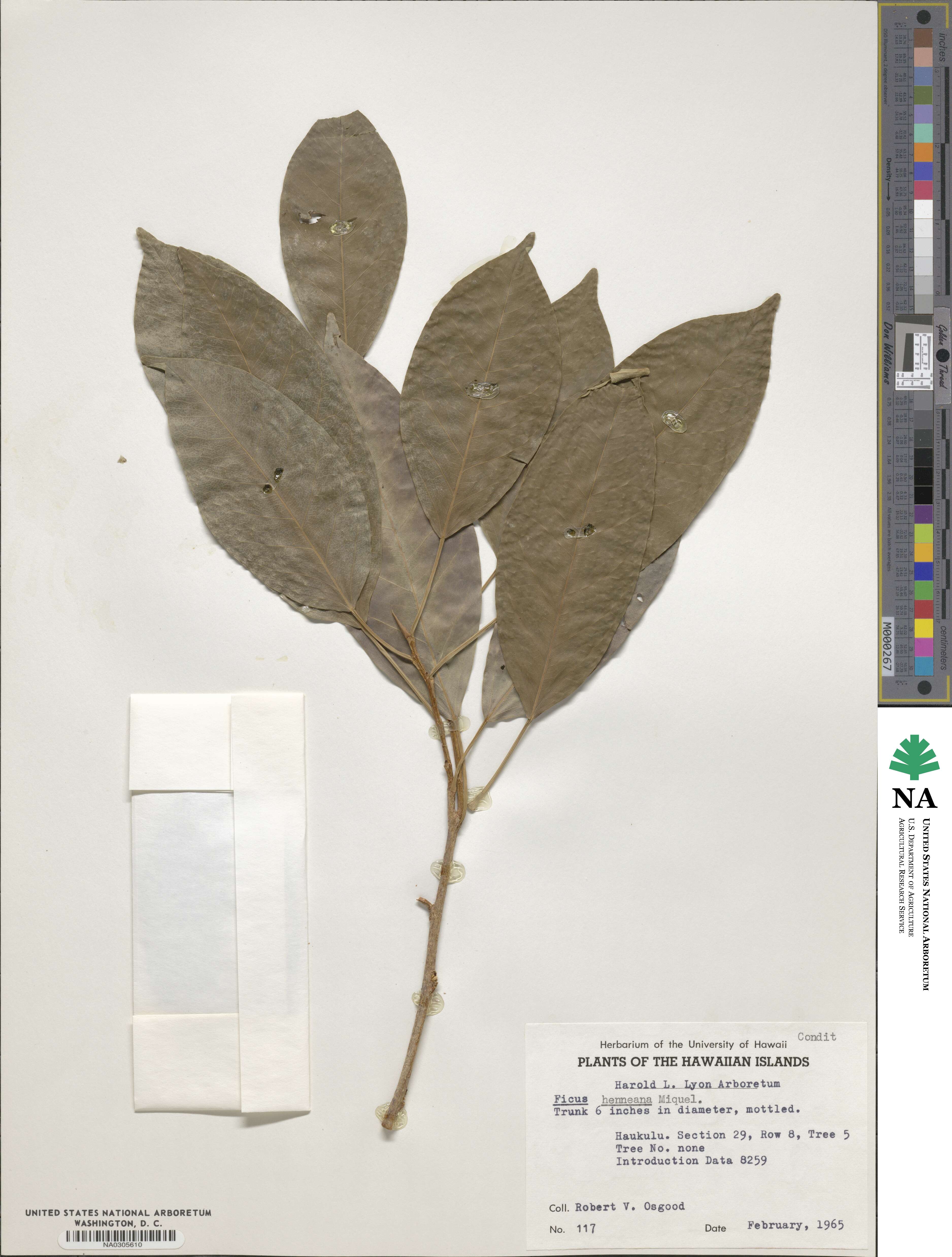 Ficus superba var. henneana image