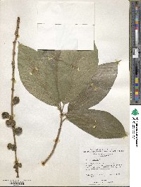 Ficus hispida image