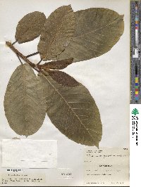 Ficus hookeriana image