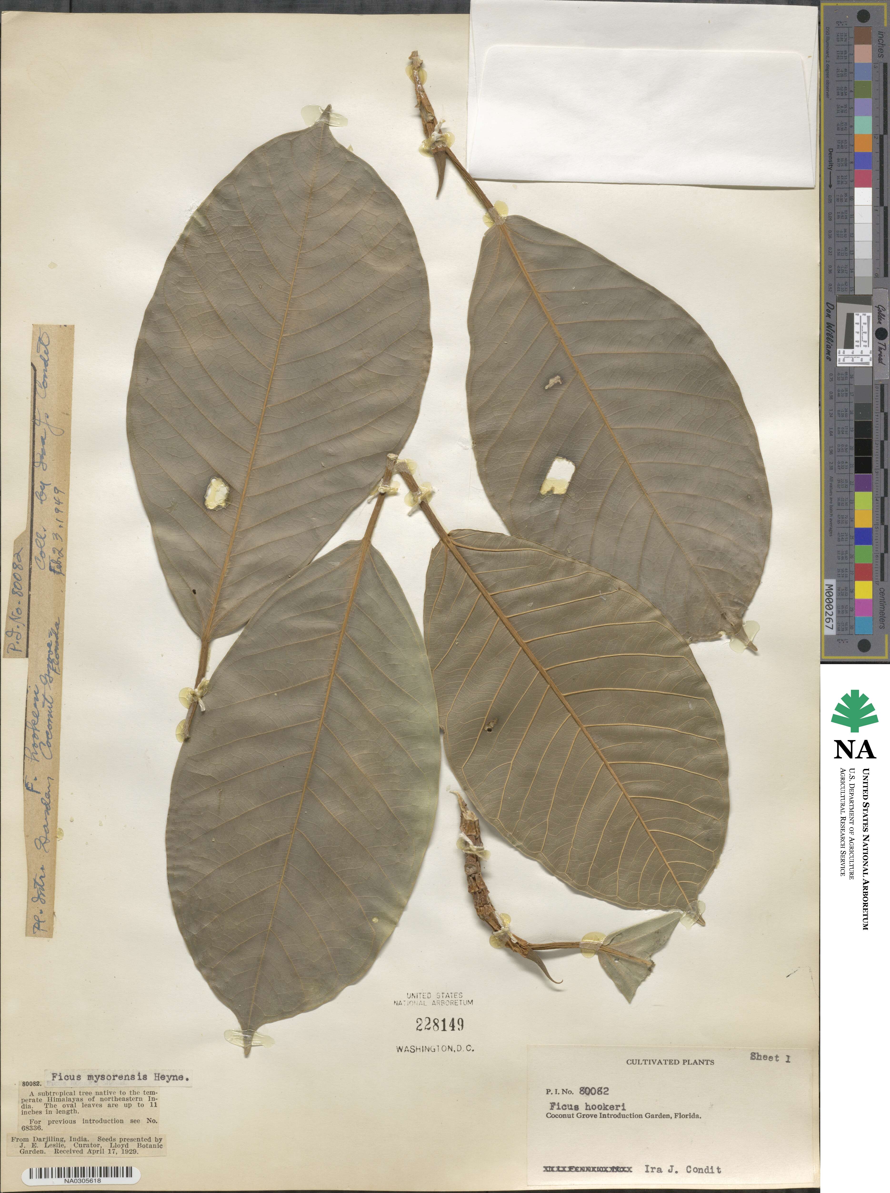 Ficus hookeriana image