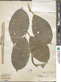 Ficus hookeriana image