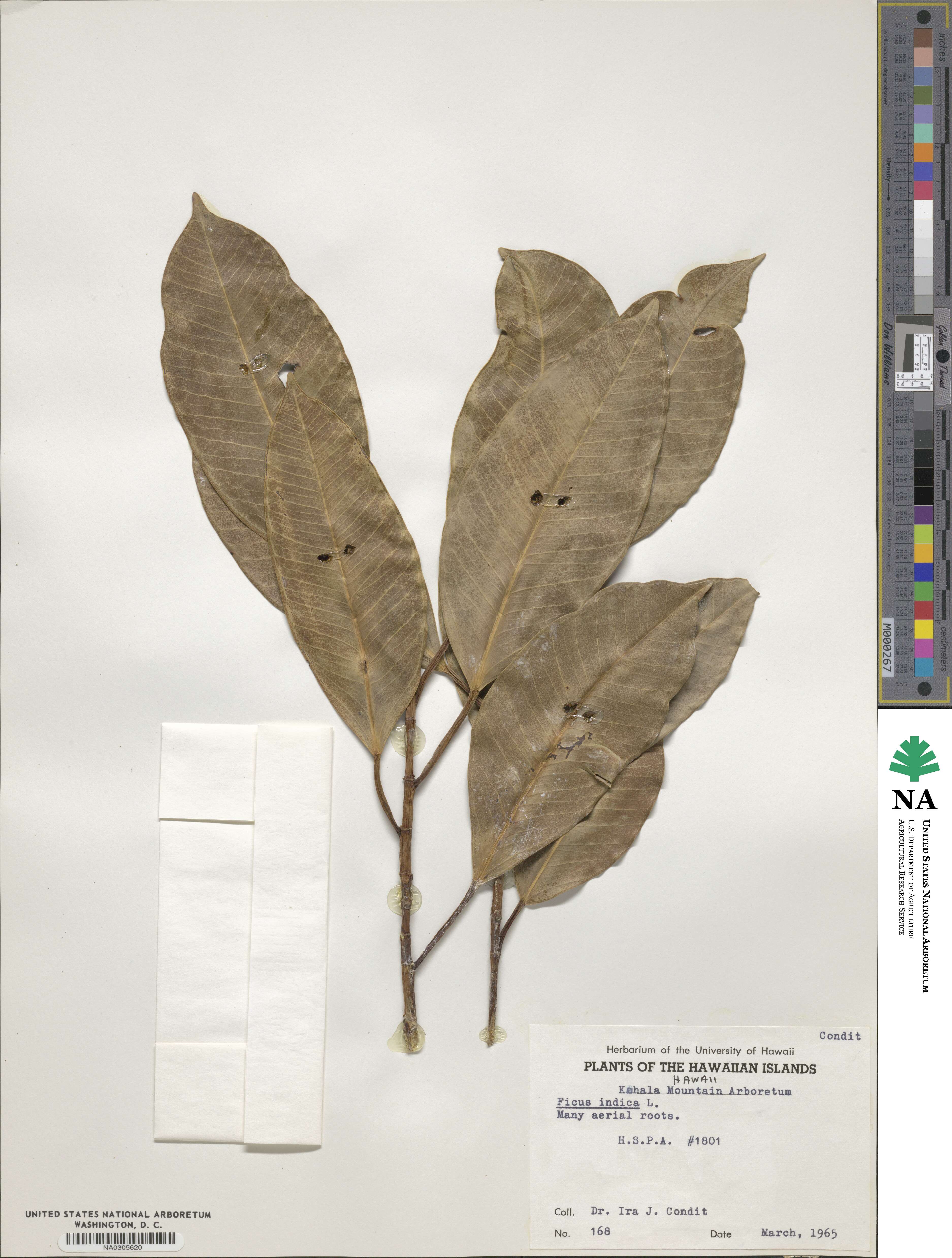Ficus indica image