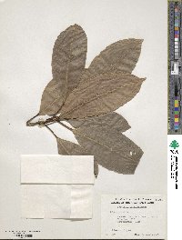 Ficus indica image