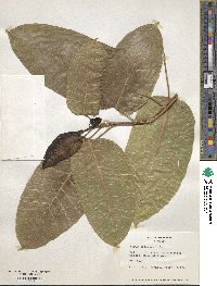 Ficus infectoria image