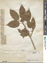 Ficus infectoria image