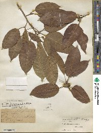 Ficus infectoria image