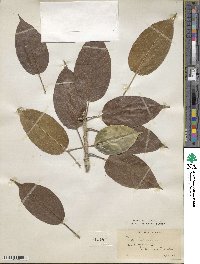 Ficus infectoria image