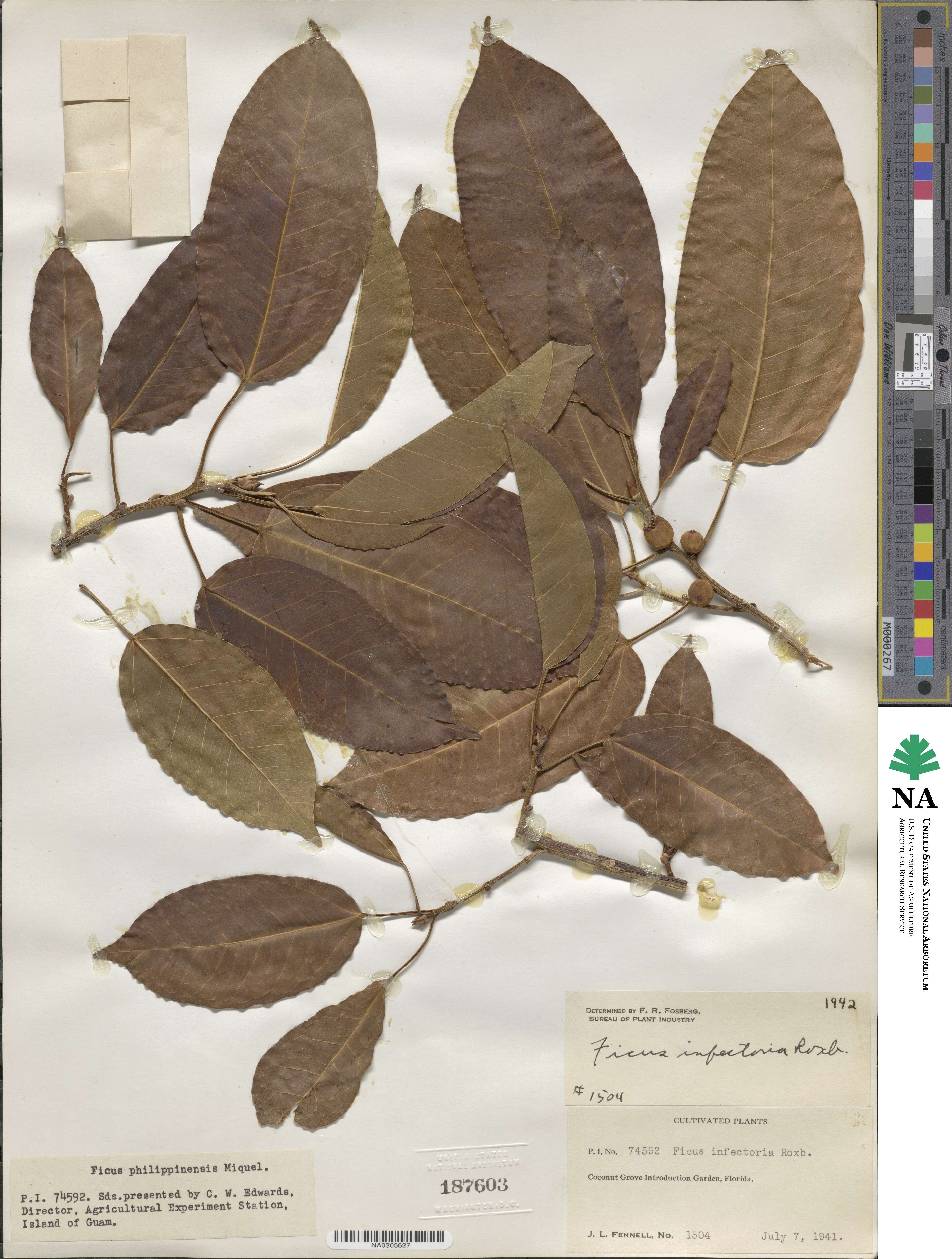 Ficus infectoria image