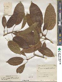 Ficus infectoria image