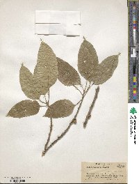 Ficus infectoria image