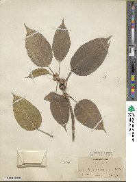 Ficus infectoria image