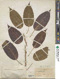 Ficus infectoria image