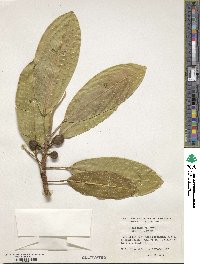 Ficus insipida image