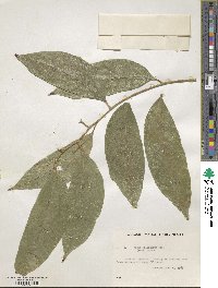 Ficus punctata image