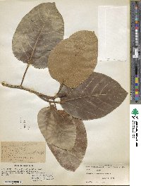 Ficus benghalensis image