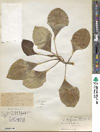 Ficus benghalensis var. krishnae image