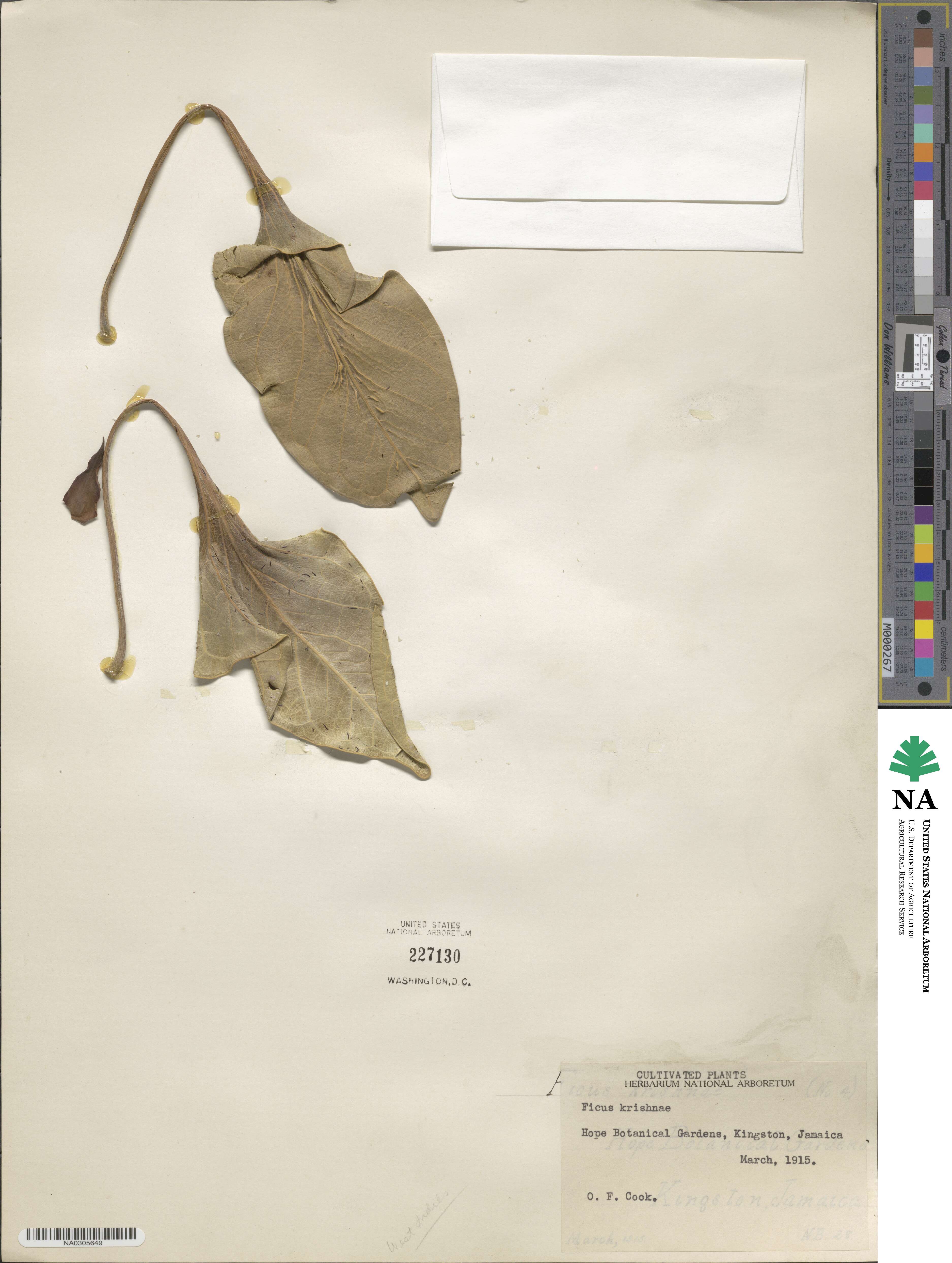 Ficus benghalensis image